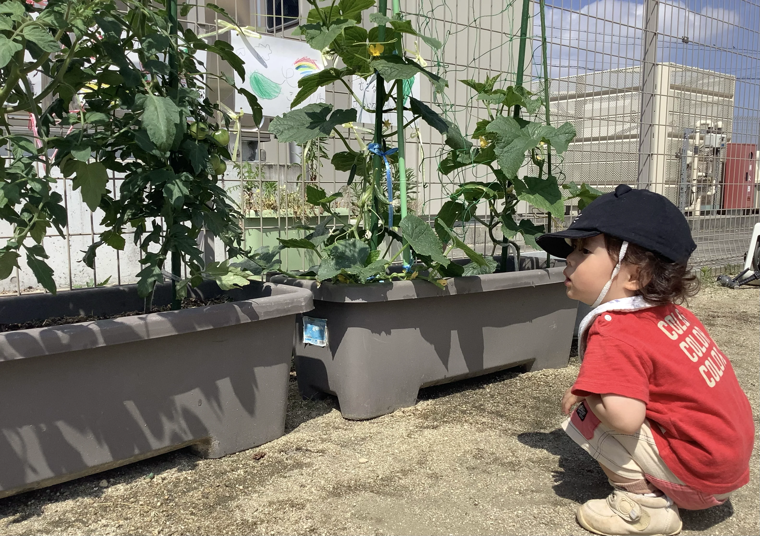 園で育てている野菜を観察する子ども